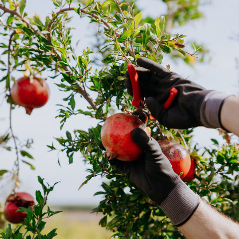 AGGELIS 100% Натурални сокове от нар 250мл.